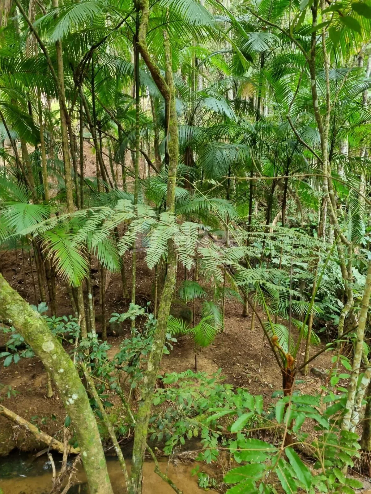 Chácara à venda de 4.468 m² em Nova Trento, SC, Brasil