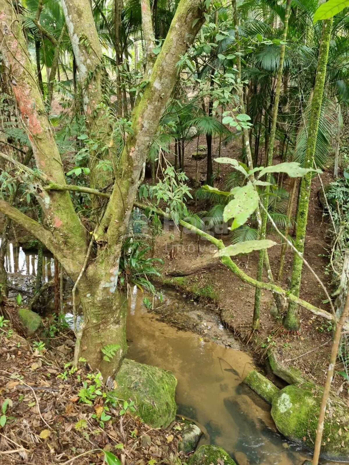 Chácara à venda de 4.468 m² em Nova Trento, SC, Brasil