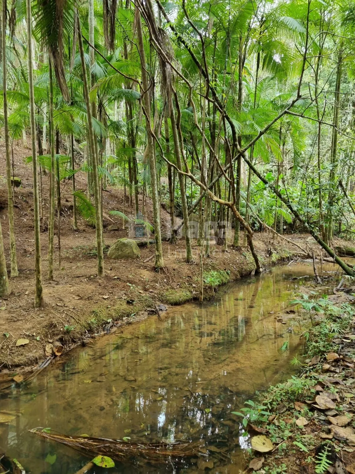 Chácara à venda de 4.468 m² em Nova Trento, SC, Brasil