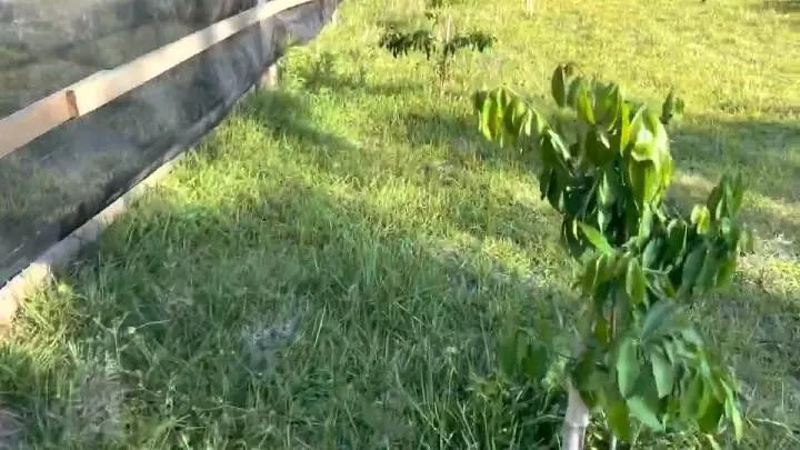 Chácara à venda de 1.800 m² em Osório, RS, Brasil