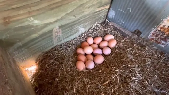 Chácara à venda de 1.800 m² em Osório, RS, Brasil