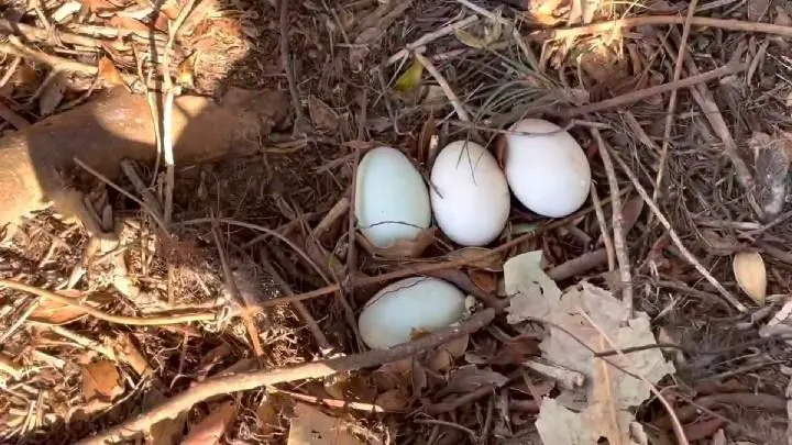 Chácara à venda de 1.800 m² em Osório, RS, Brasil