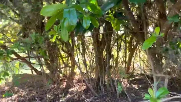 Chácara à venda de 1.800 m² em Osório, RS, Brasil