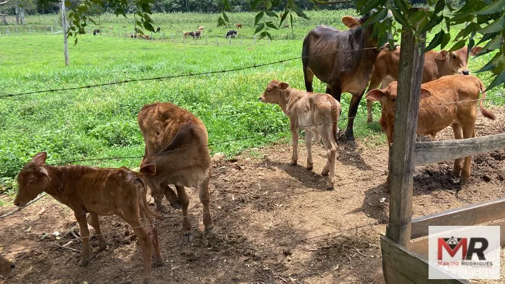 Sítio à venda de 48 ha em São Gonçalo do Sapucaí, MG, Brasil