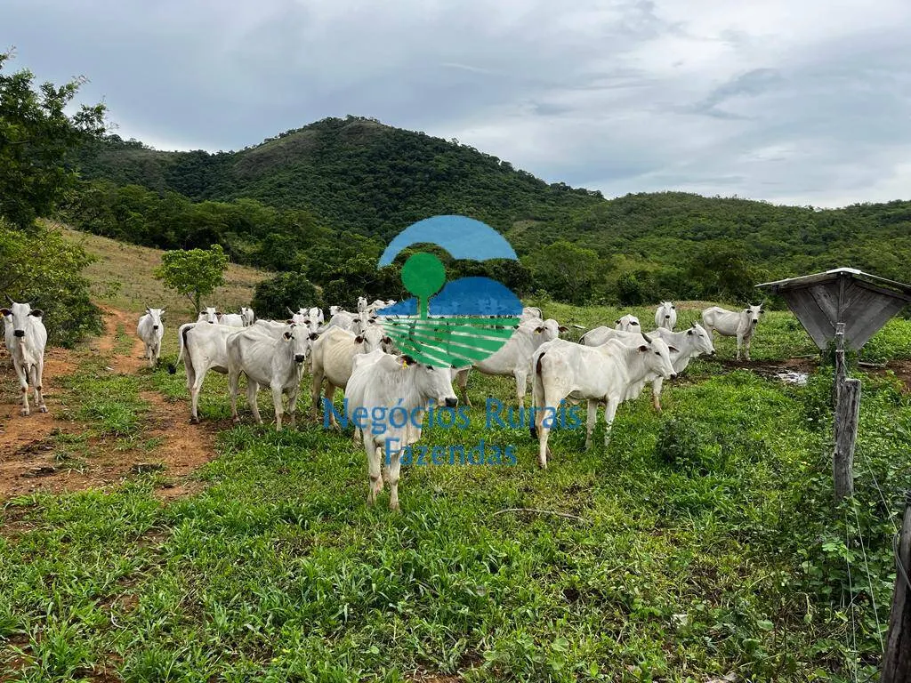 Fazenda à venda de 1.510 ha em São João d'Aliança, GO, Brasil