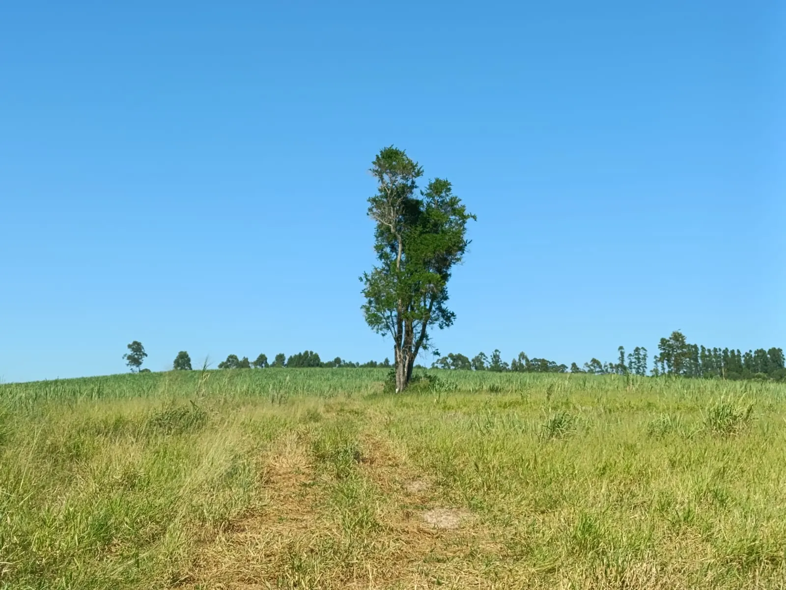 Terreno à venda de 59 ha em Tatuí, SP, Brasil