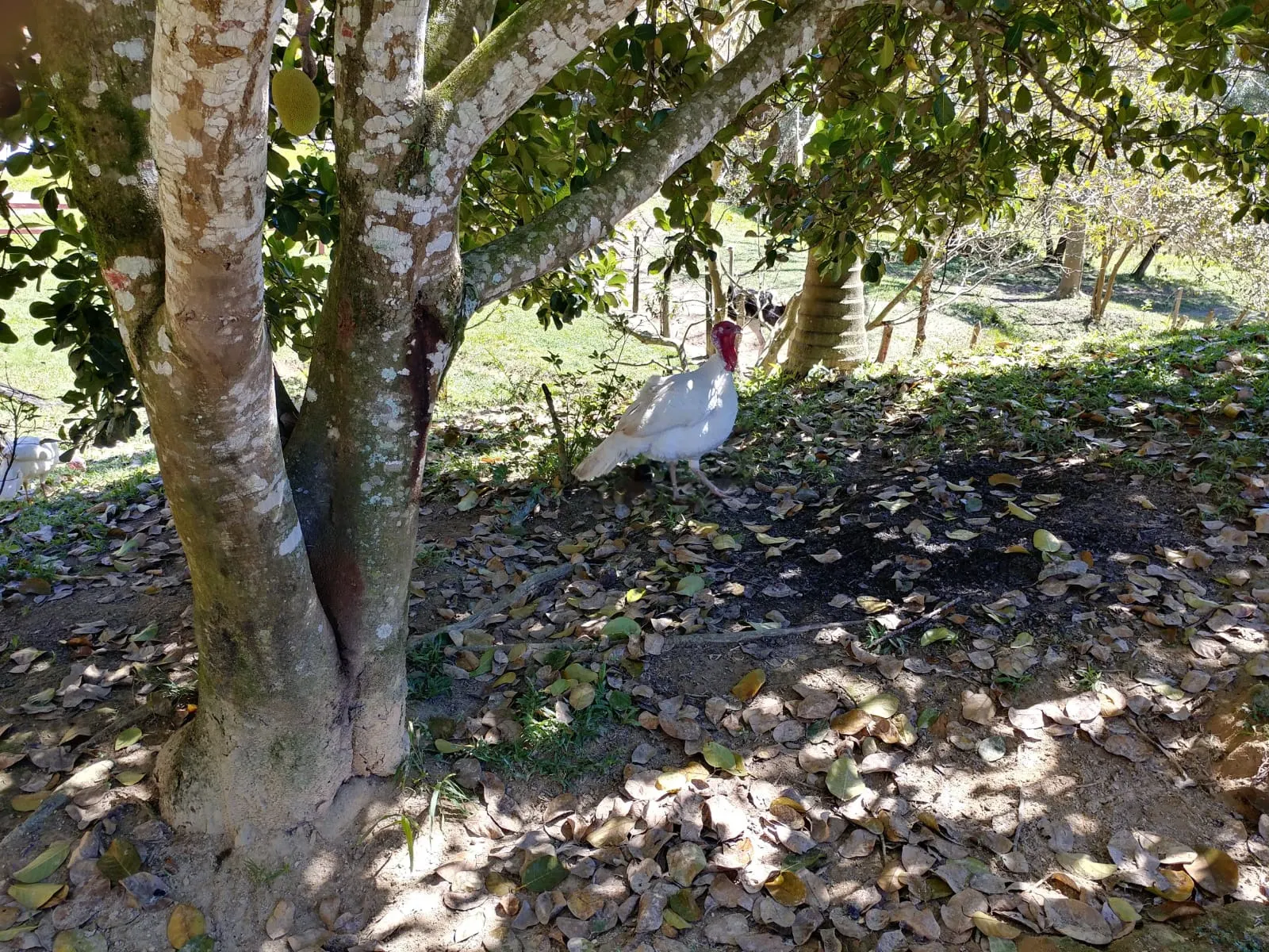Chácara à venda de 4 ha em Monteiro Lobato, SP, Brasil