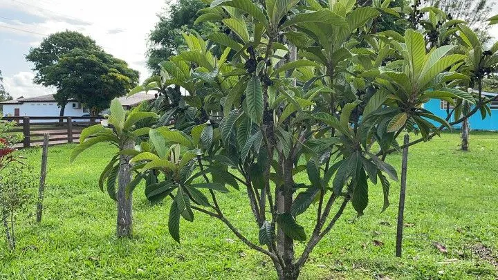 Country home for sale of 7 acres in Glorinha, RS, Brazil