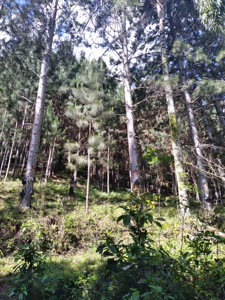 Farm for sale of 419 acres in Guapiara, SP, Brazil