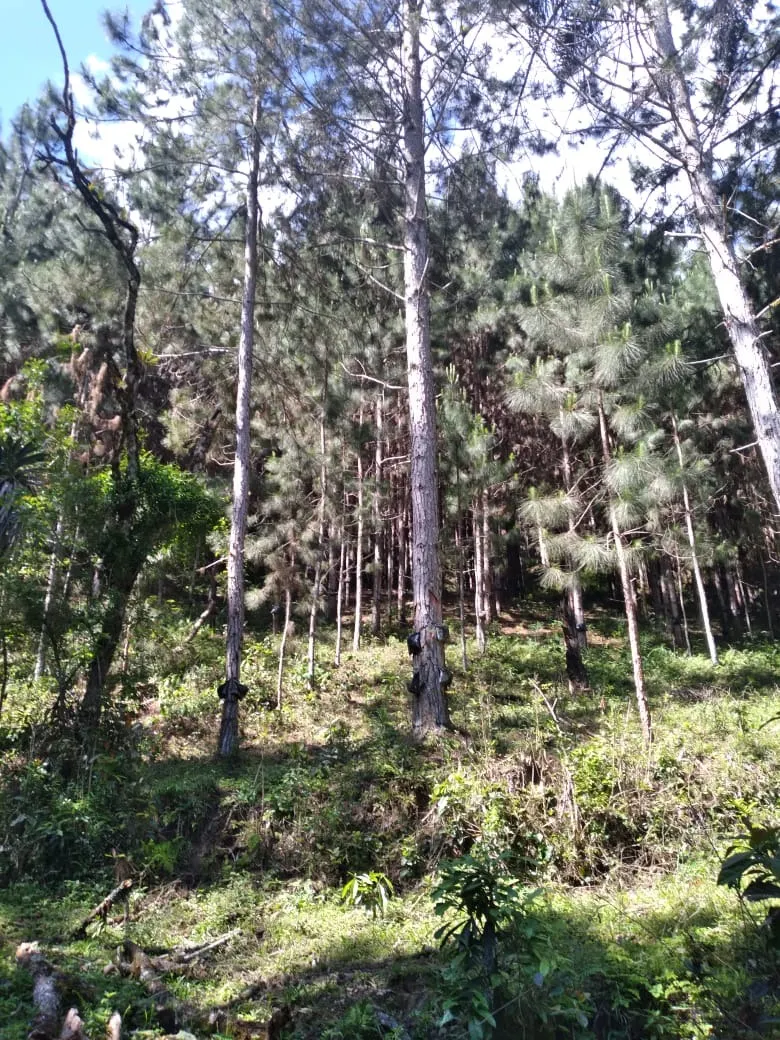 Farm for sale of 419 acres in Guapiara, SP, Brazil