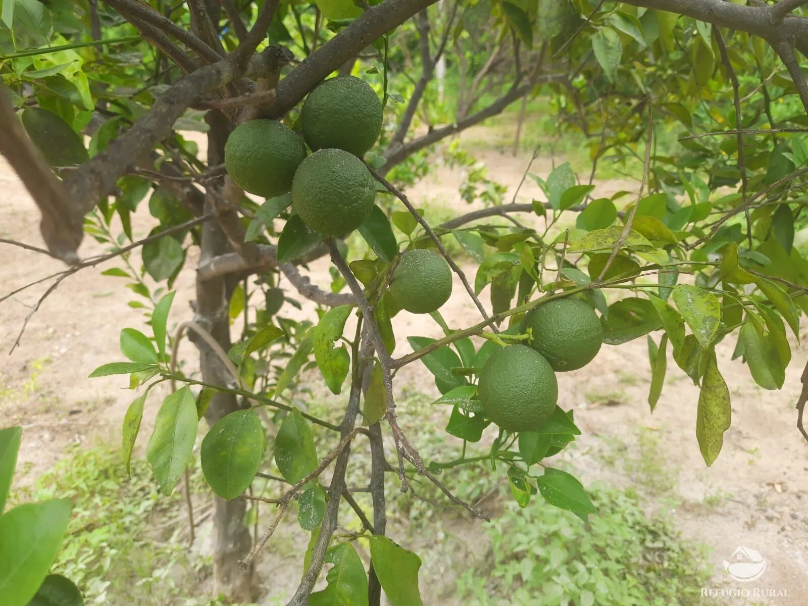 Fazenda à venda de 411 ha em Buritizeiro, MG, Brasil