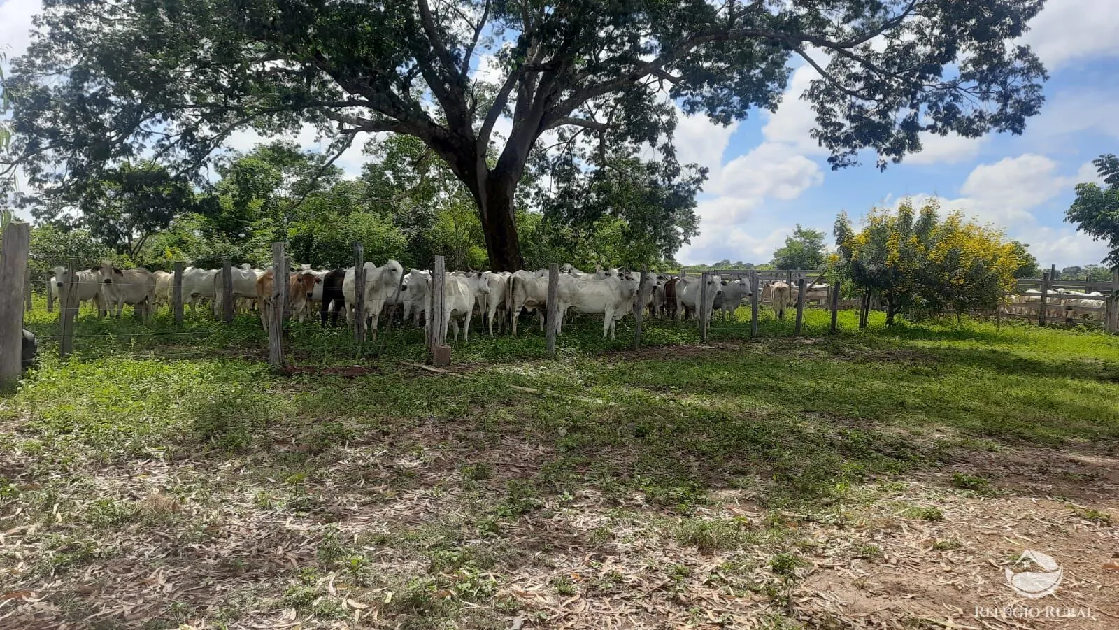 Fazenda à venda de 411 ha em Buritizeiro, MG, Brasil