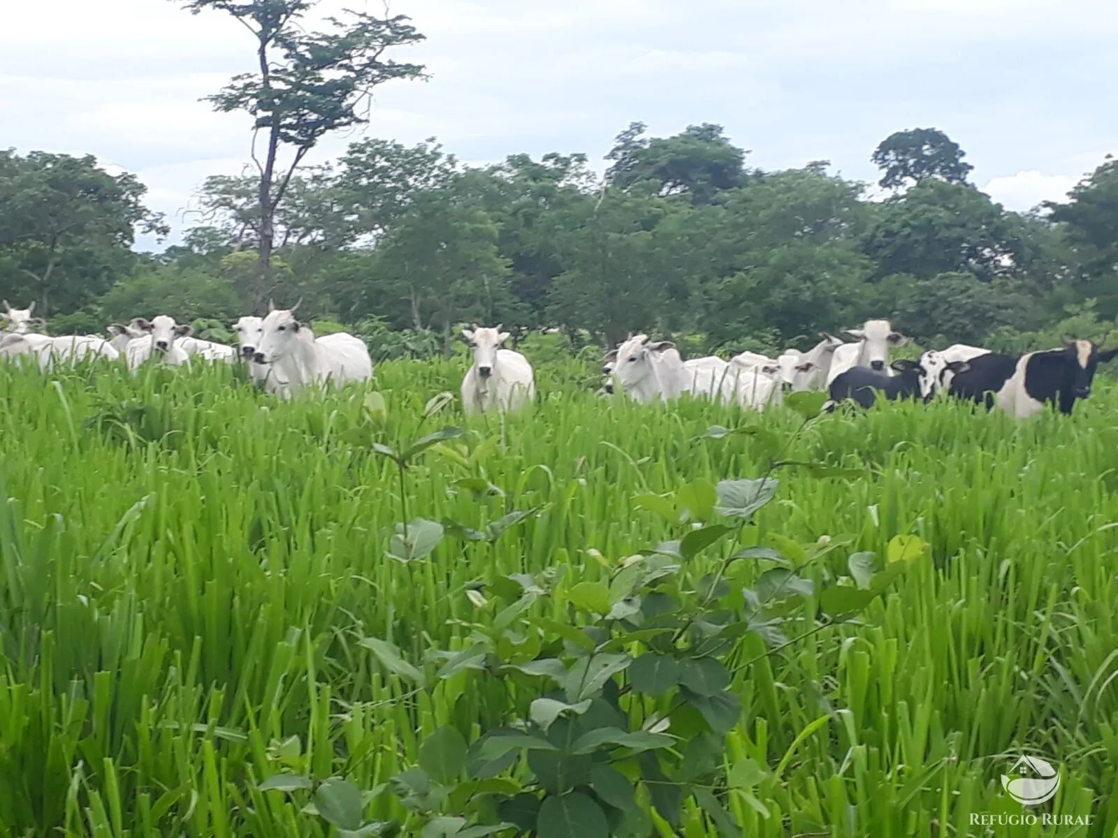 Fazenda à venda de 411 ha em Buritizeiro, MG, Brasil