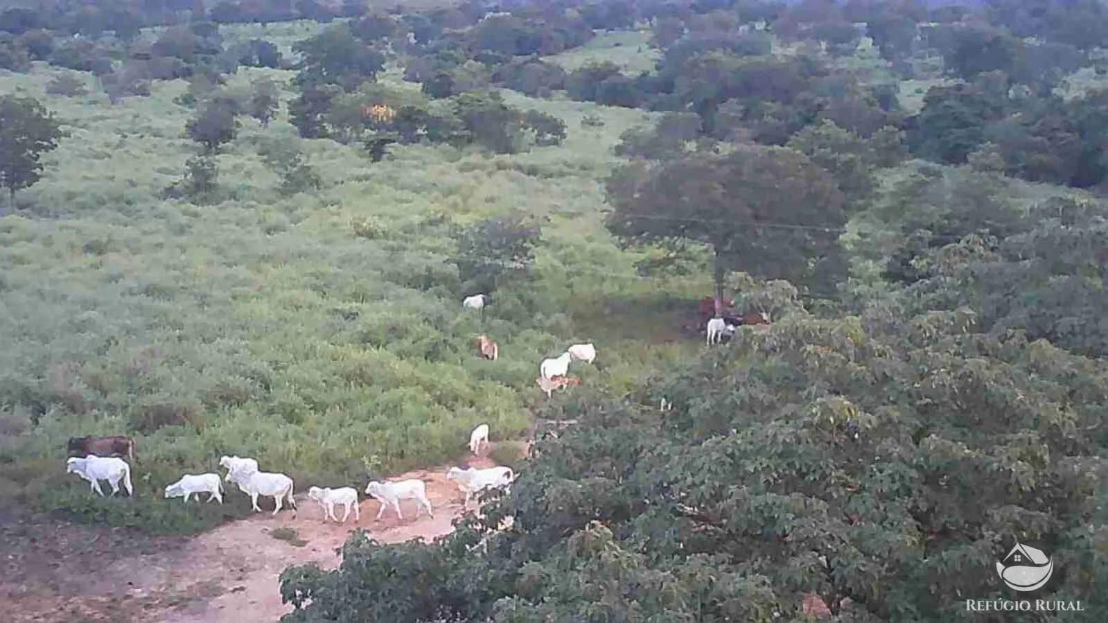 Fazenda à venda de 411 ha em Buritizeiro, MG, Brasil