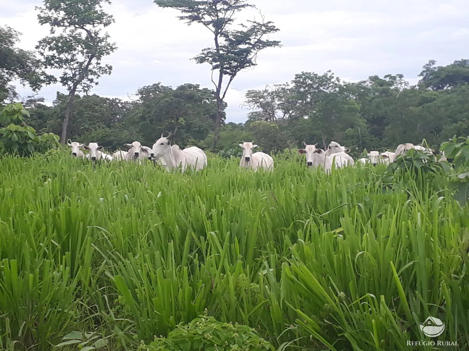 Fazenda à venda de 411 ha em Buritizeiro, MG, Brasil
