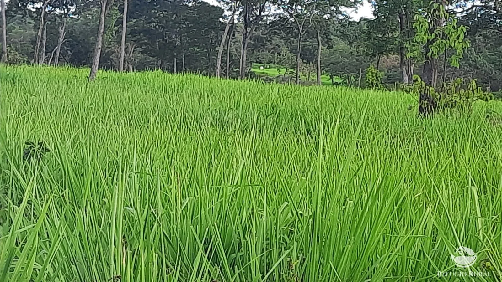 Fazenda à venda de 411 ha em Buritizeiro, MG, Brasil