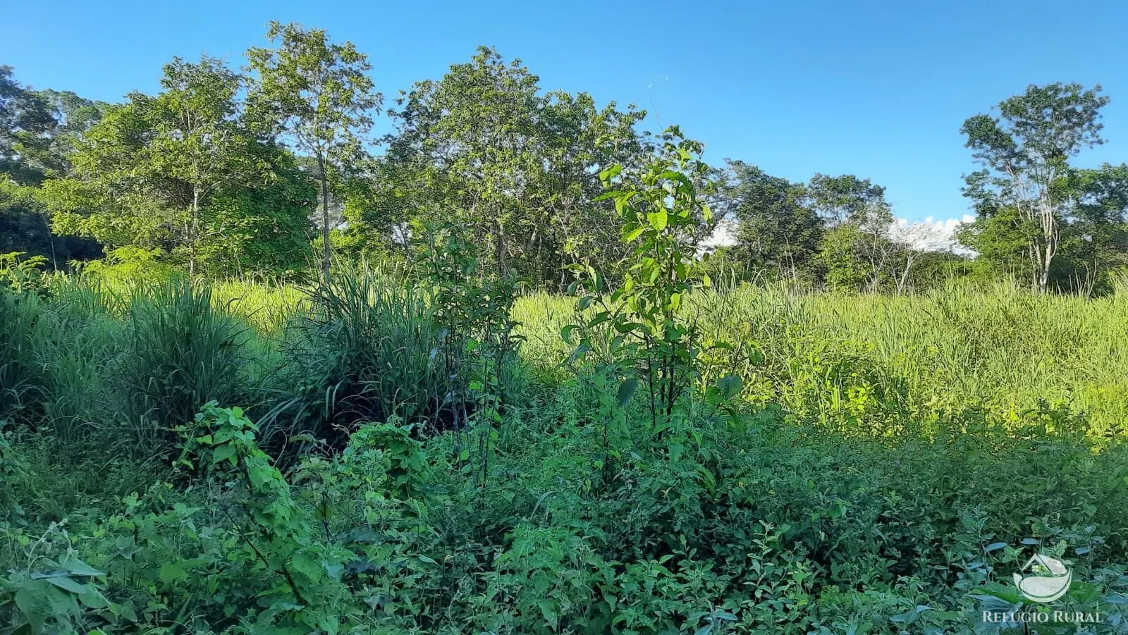 Fazenda à venda de 411 ha em Buritizeiro, MG, Brasil