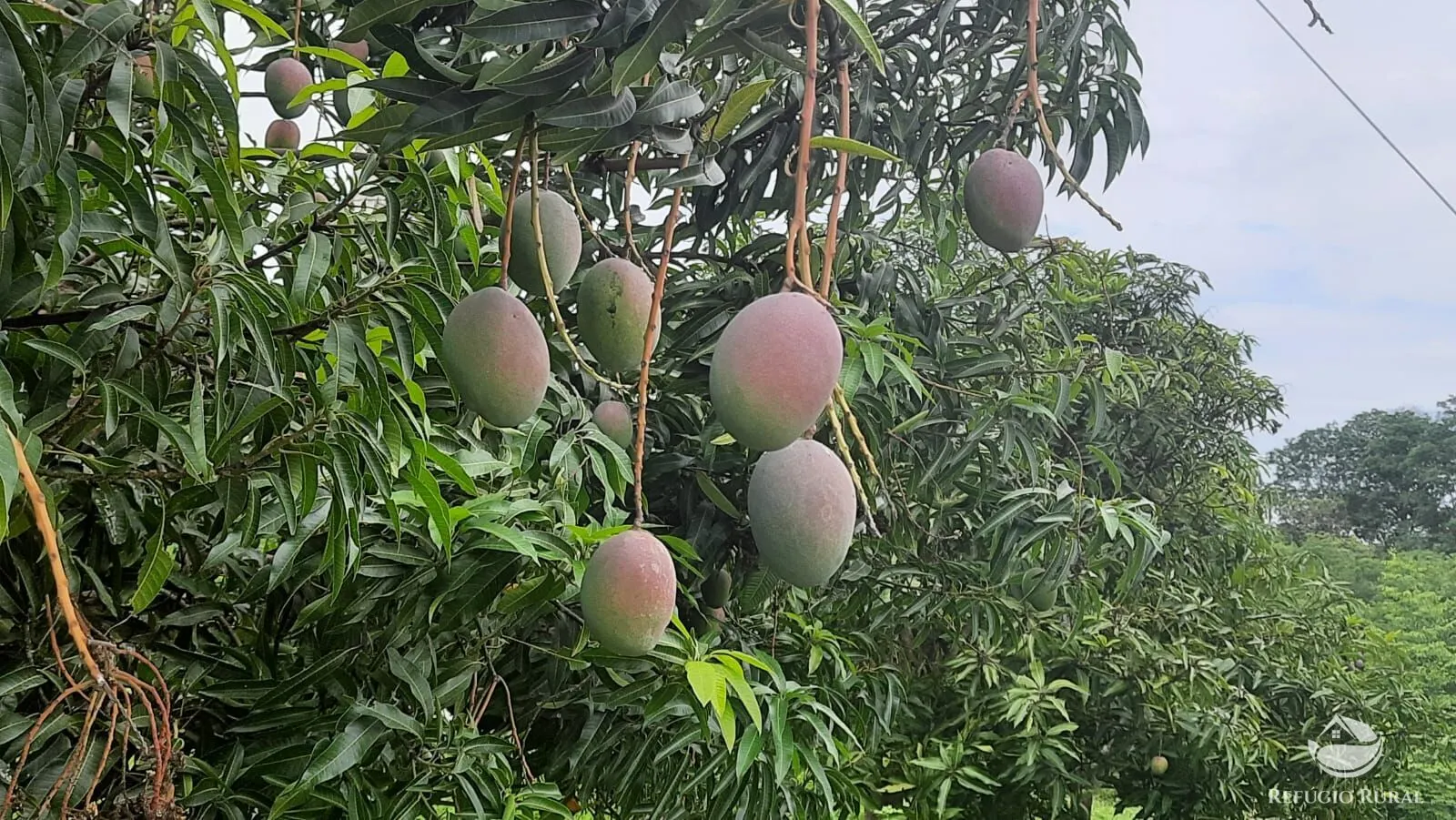Fazenda à venda de 411 ha em Buritizeiro, MG, Brasil