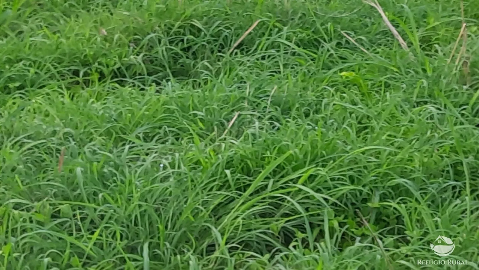 Fazenda à venda de 411 ha em Buritizeiro, MG, Brasil