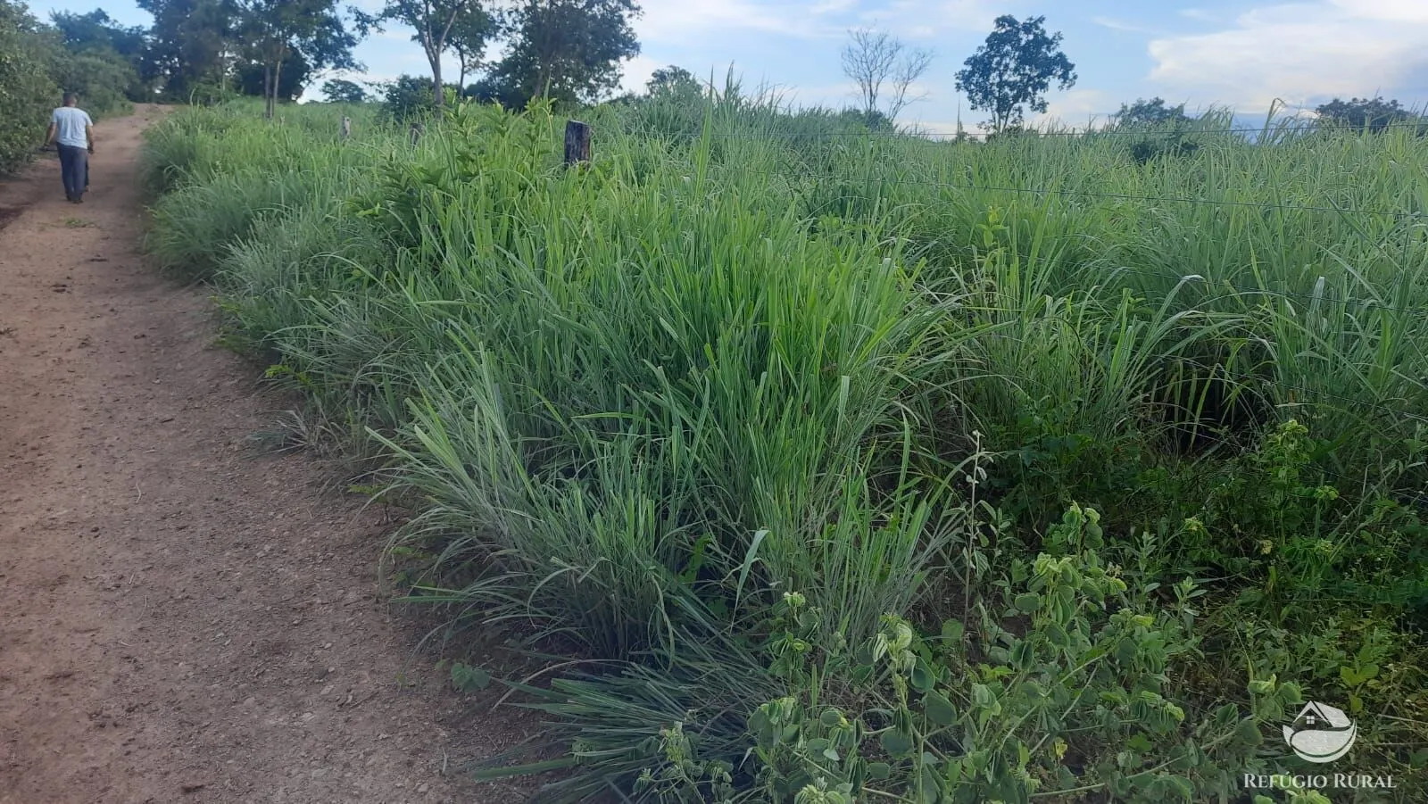 Fazenda à venda de 411 ha em Buritizeiro, MG, Brasil