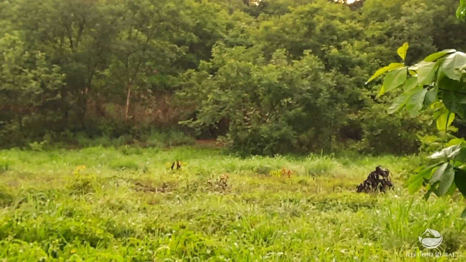 Fazenda à venda de 411 ha em Buritizeiro, MG, Brasil
