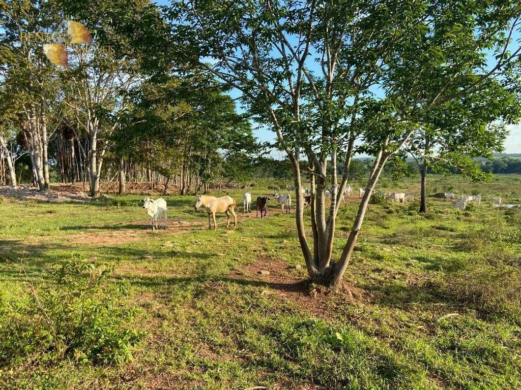 Farm for sale of 247 acres in Pimenta Bueno, RO, Brazil