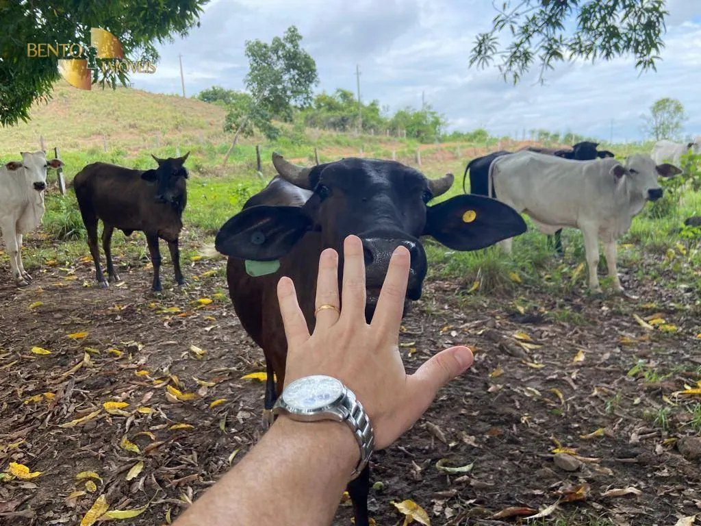 Farm for sale of 247 acres in Pimenta Bueno, RO, Brazil