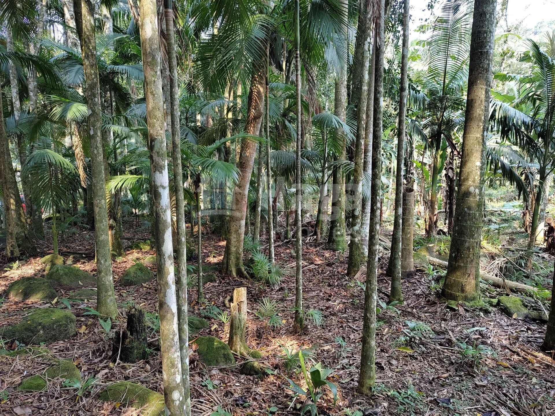 Country home for sale of 2 acres in Guabiruba, SC, Brazil