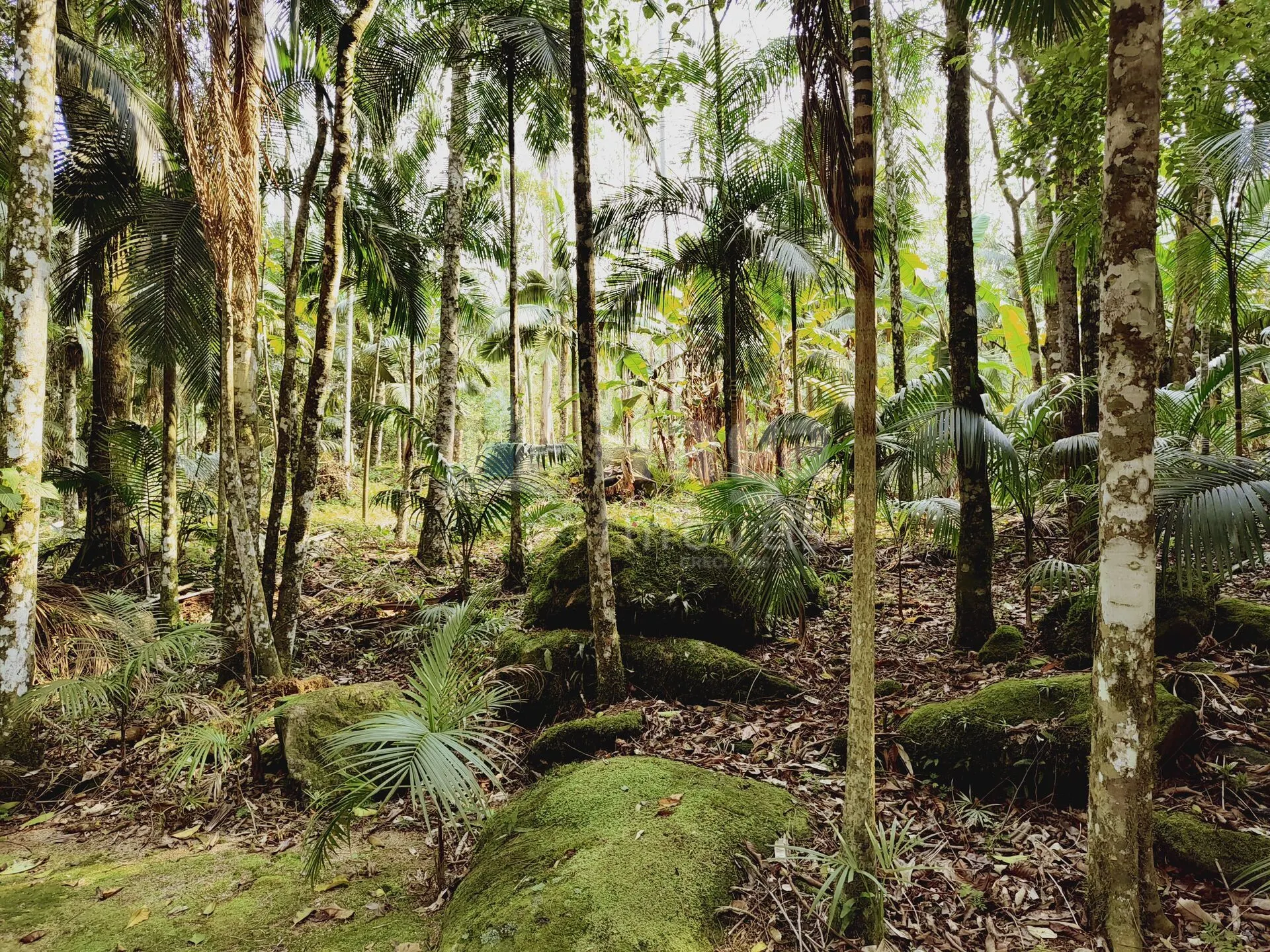 Country home for sale of 2 acres in Guabiruba, SC, Brazil