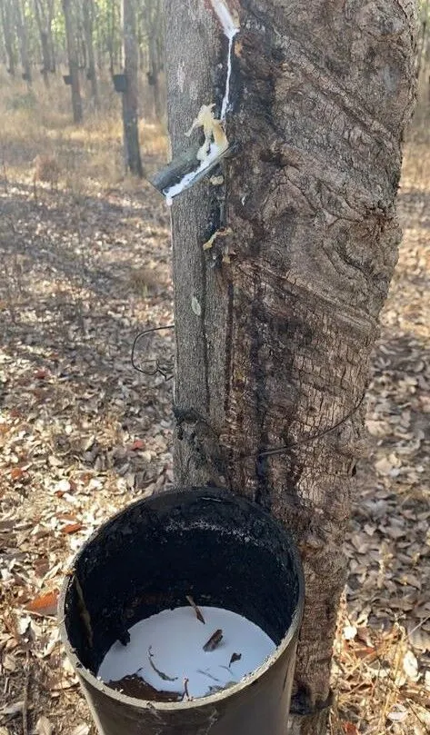 Fazenda à venda de 4.191 ha em Cocalinho, MT, Brasil