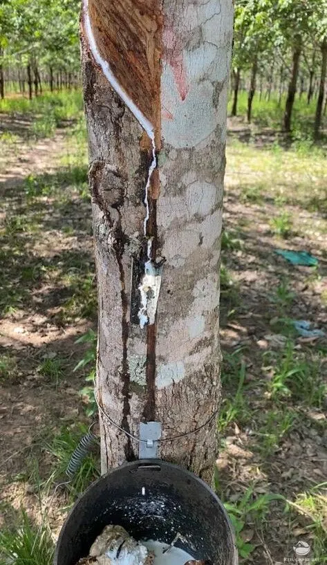 Fazenda à venda de 4.191 ha em Cocalinho, MT, Brasil