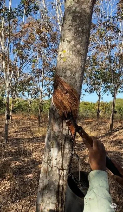 Fazenda à venda de 4.191 ha em Cocalinho, MT, Brasil