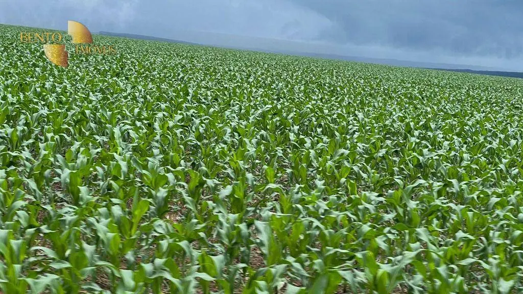 Farm for sale of 18,286 acres in Nova Mutum, MT, Brazil