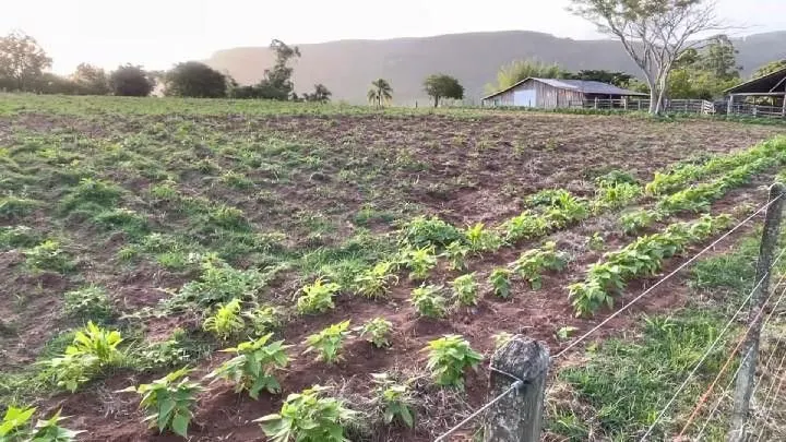 Small farm for sale of 60 acres in Glorinha, RS, Brazil
