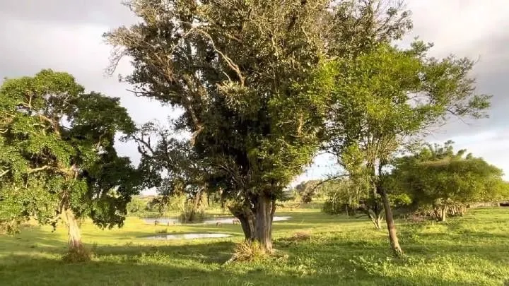 Small farm for sale of 60 acres in Glorinha, RS, Brazil