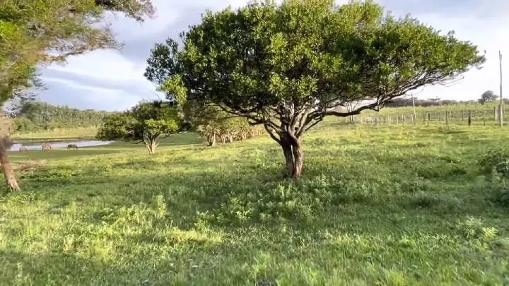 Small farm for sale of 60 acres in Glorinha, RS, Brazil