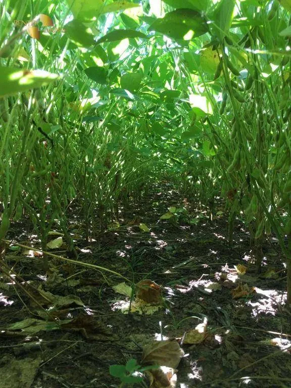 Fazenda à venda de 6.580 ha em Cocalinho, MT, Brasil