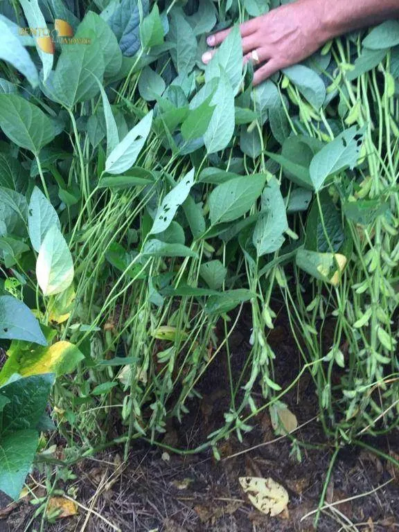 Fazenda à venda de 6.580 ha em Cocalinho, MT, Brasil