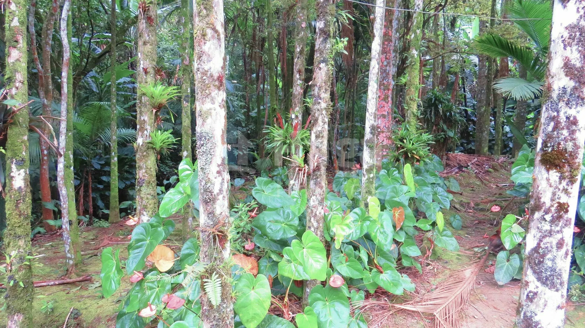 Chácara à venda de 21 ha em Guabiruba, SC, Brasil