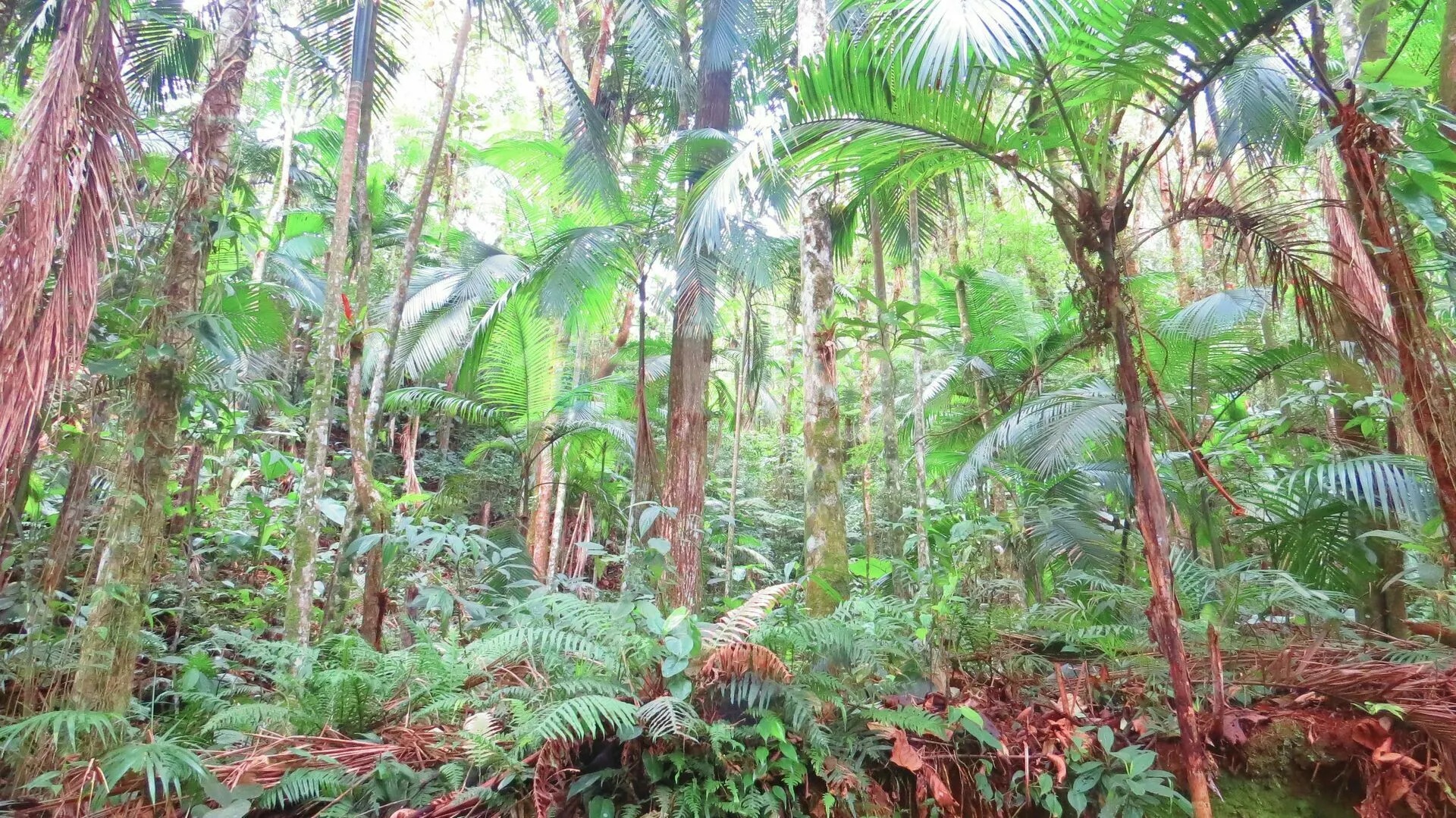 Chácara à venda de 21 ha em Guabiruba, SC, Brasil