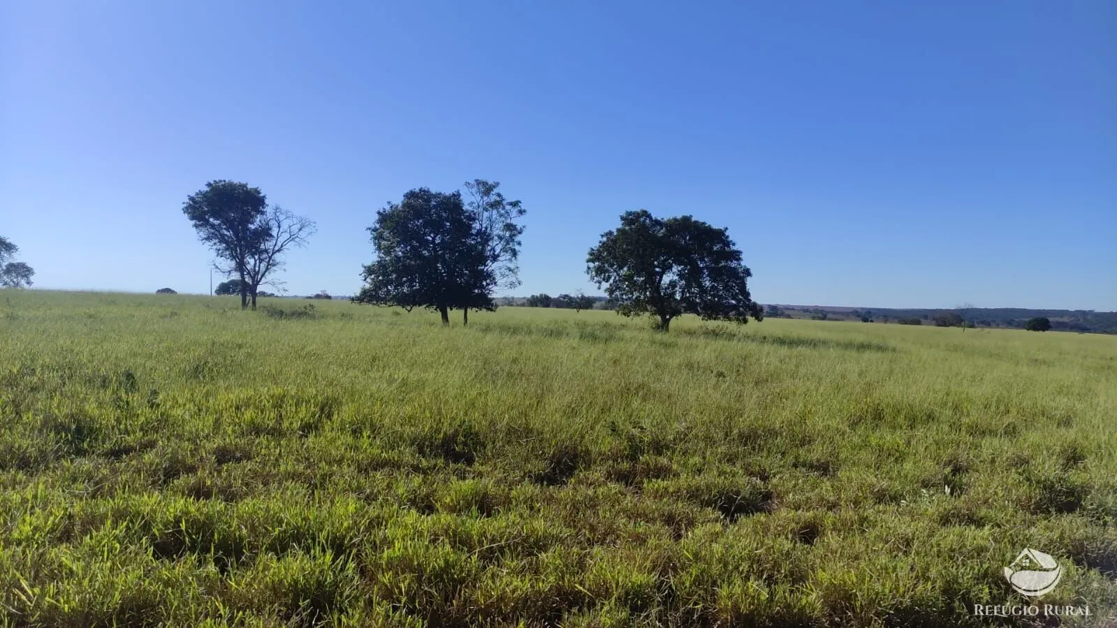 Fazenda à venda de 765 ha em Chapadão do Sul, MS, Brasil