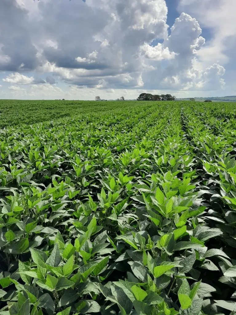Fazenda à venda de 138 ha em Presidente Prudente, SP, Brasil