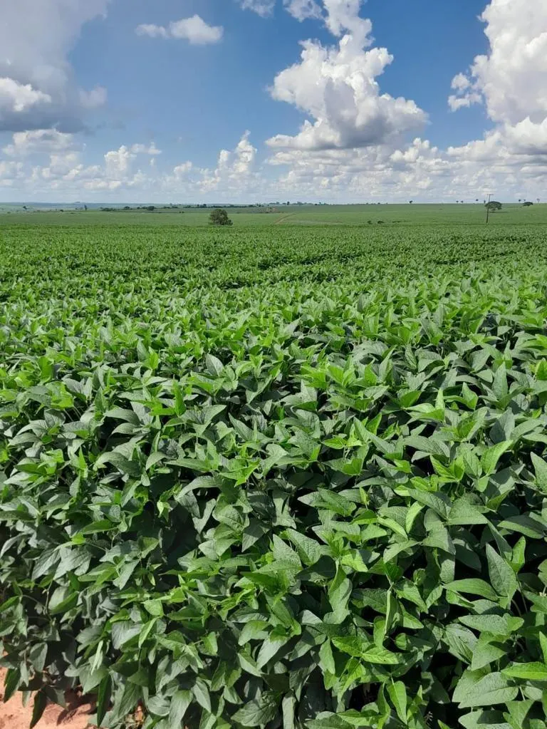 Fazenda à venda de 138 ha em Presidente Prudente, SP, Brasil
