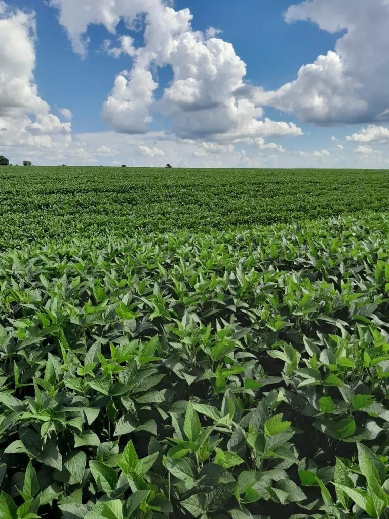 Fazenda à venda de 138 ha em Presidente Prudente, SP, Brasil