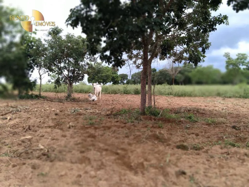 Farm for sale of 1,680 acres in Rondonópolis, MT, Brazil