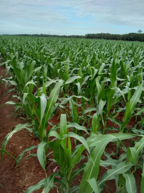 Fazenda à venda de 320 ha em Jangada, MT, Brasil