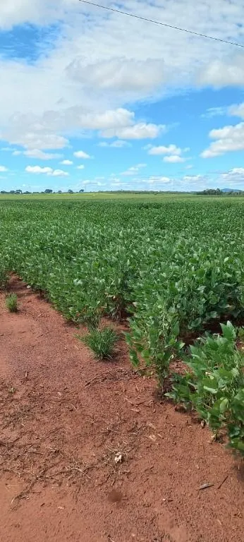Fazenda à venda de 320 ha em Jangada, MT, Brasil