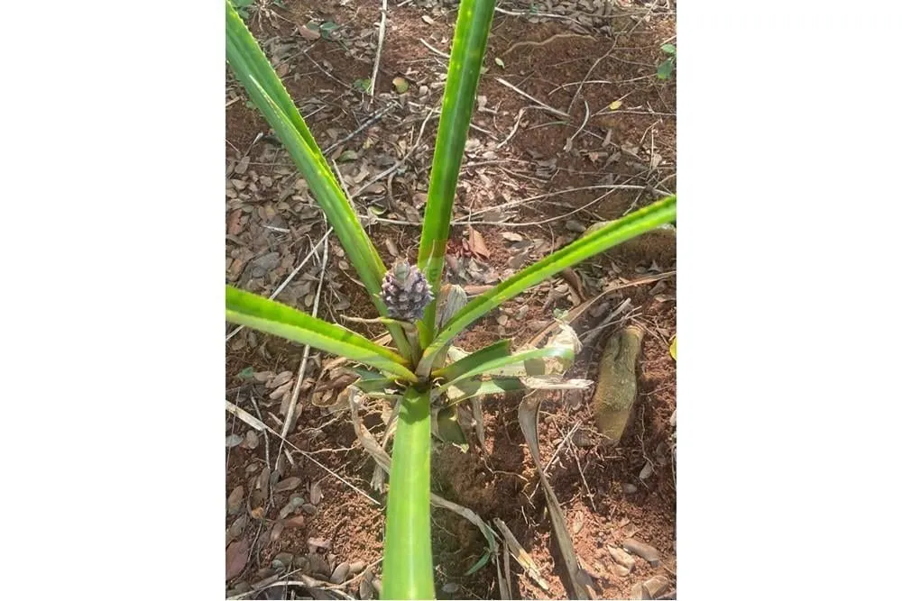 Chácara à venda de 2 ha em Jarinu, SP, Brasil