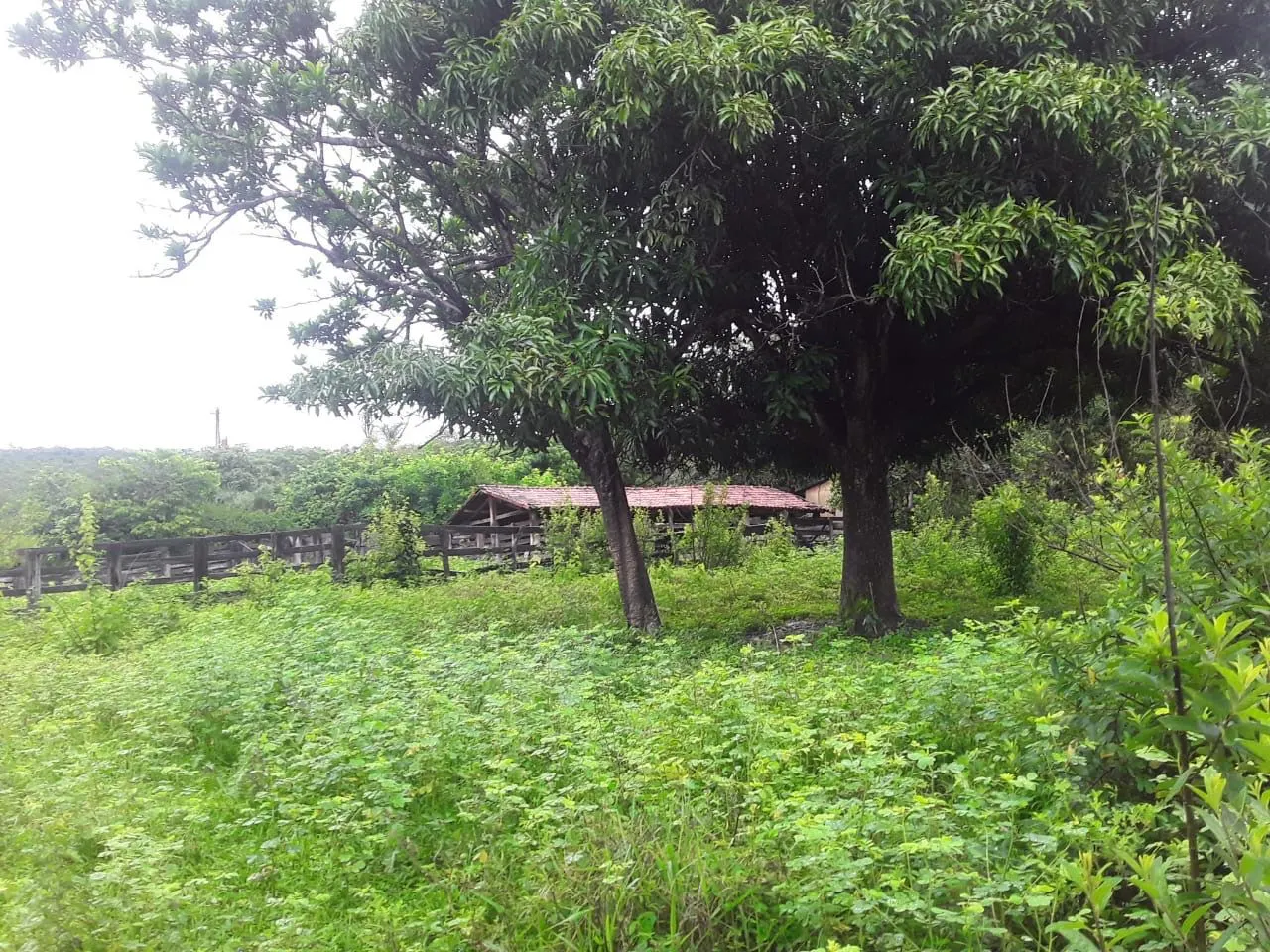 Fazenda à venda de 987 ha em Três Marias, MG, Brasil
