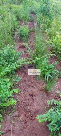 Fazenda à venda de 1.592 ha em Wanderlândia, TO, Brasil